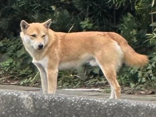 目撃された犬 目撃された犬