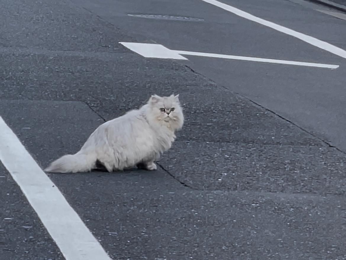 目撃された猫 目撃された猫