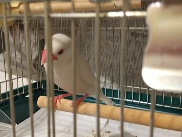 保護された鳥 保護された鳥
