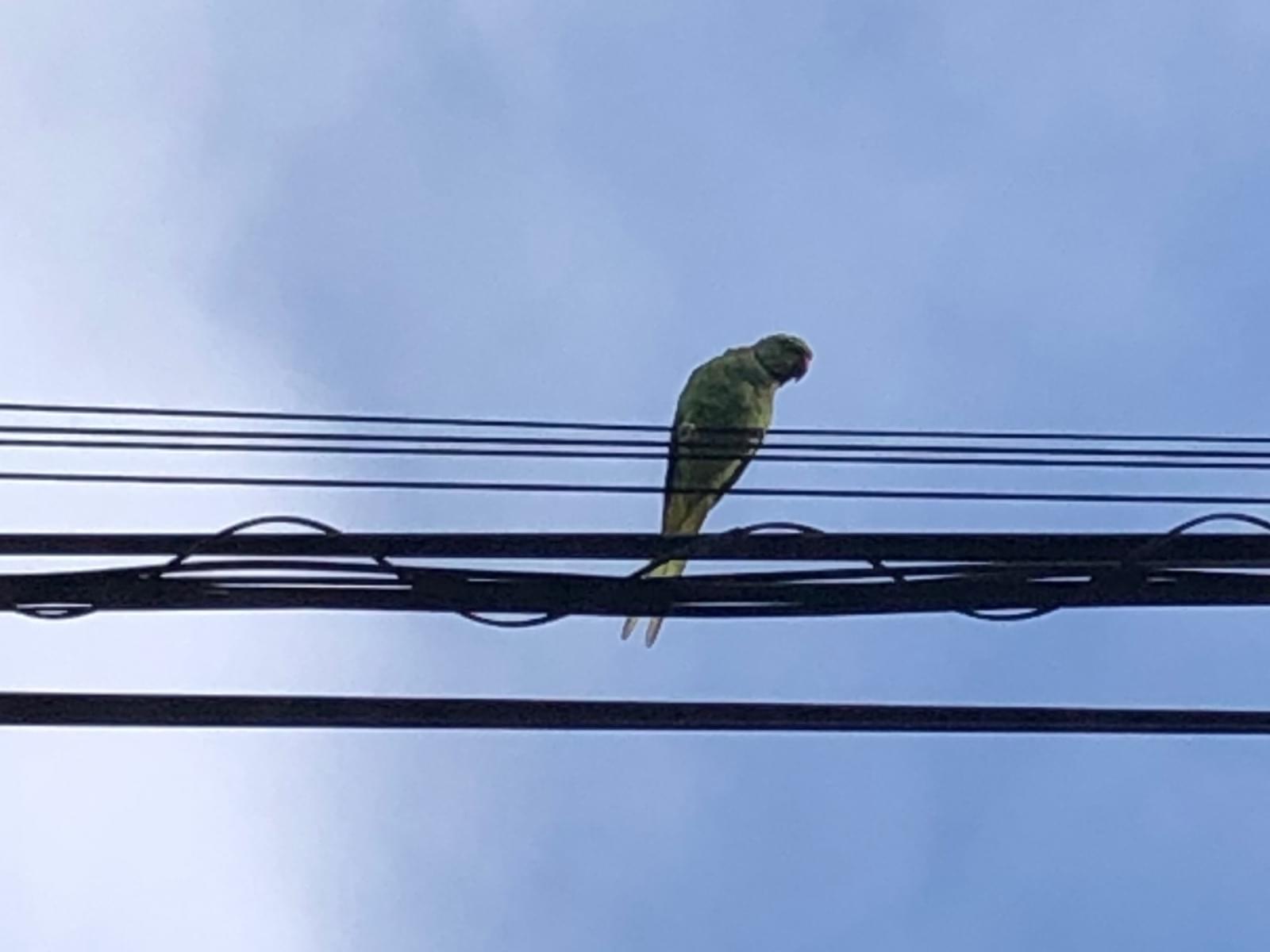 目撃された鳥 目撃された鳥