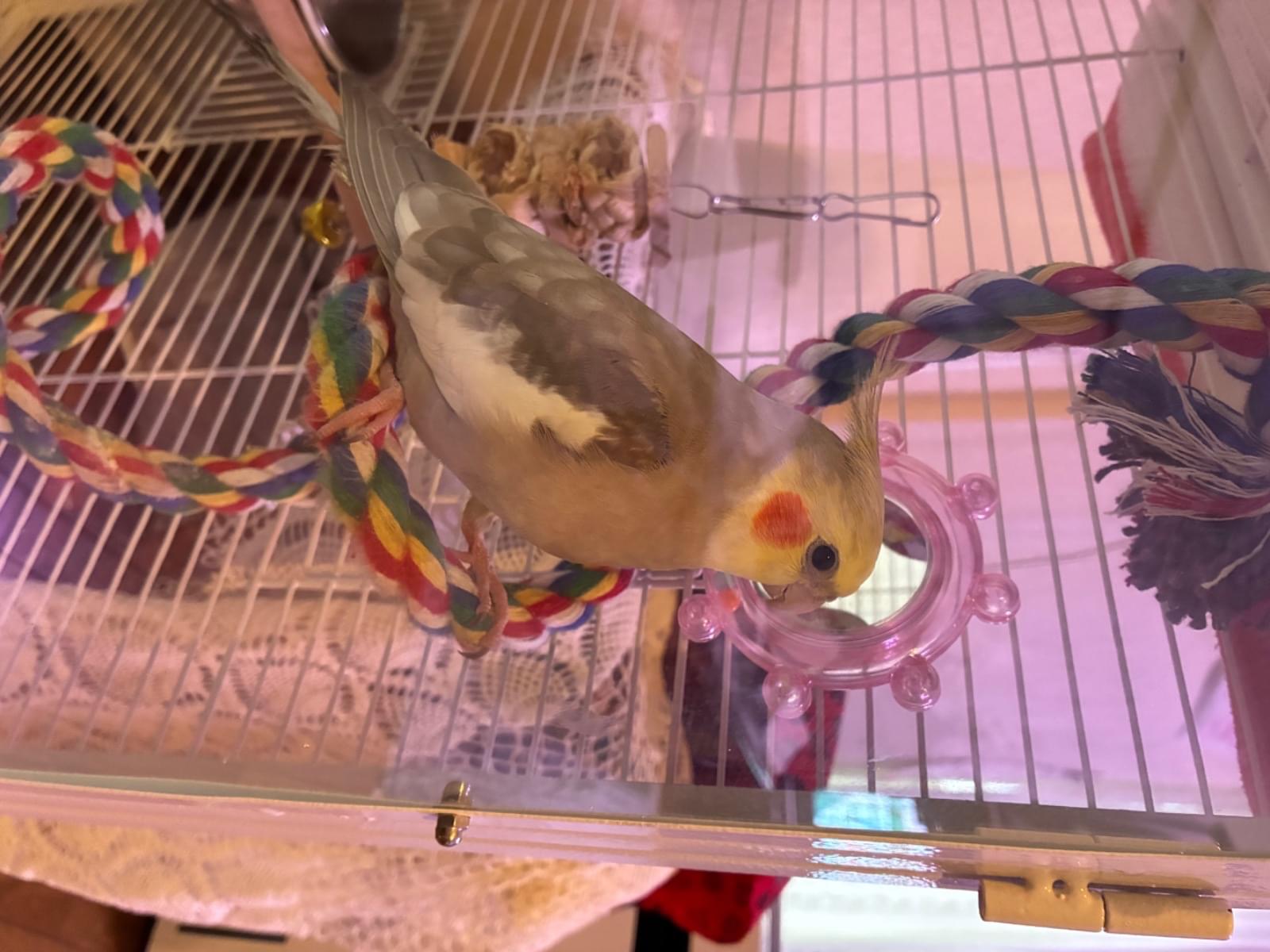 ぴーちゃん