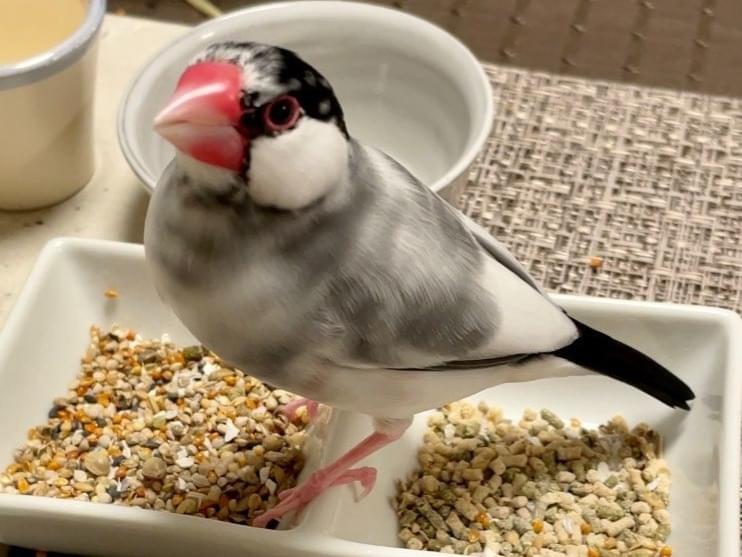 ももちゃん ももちゃん
