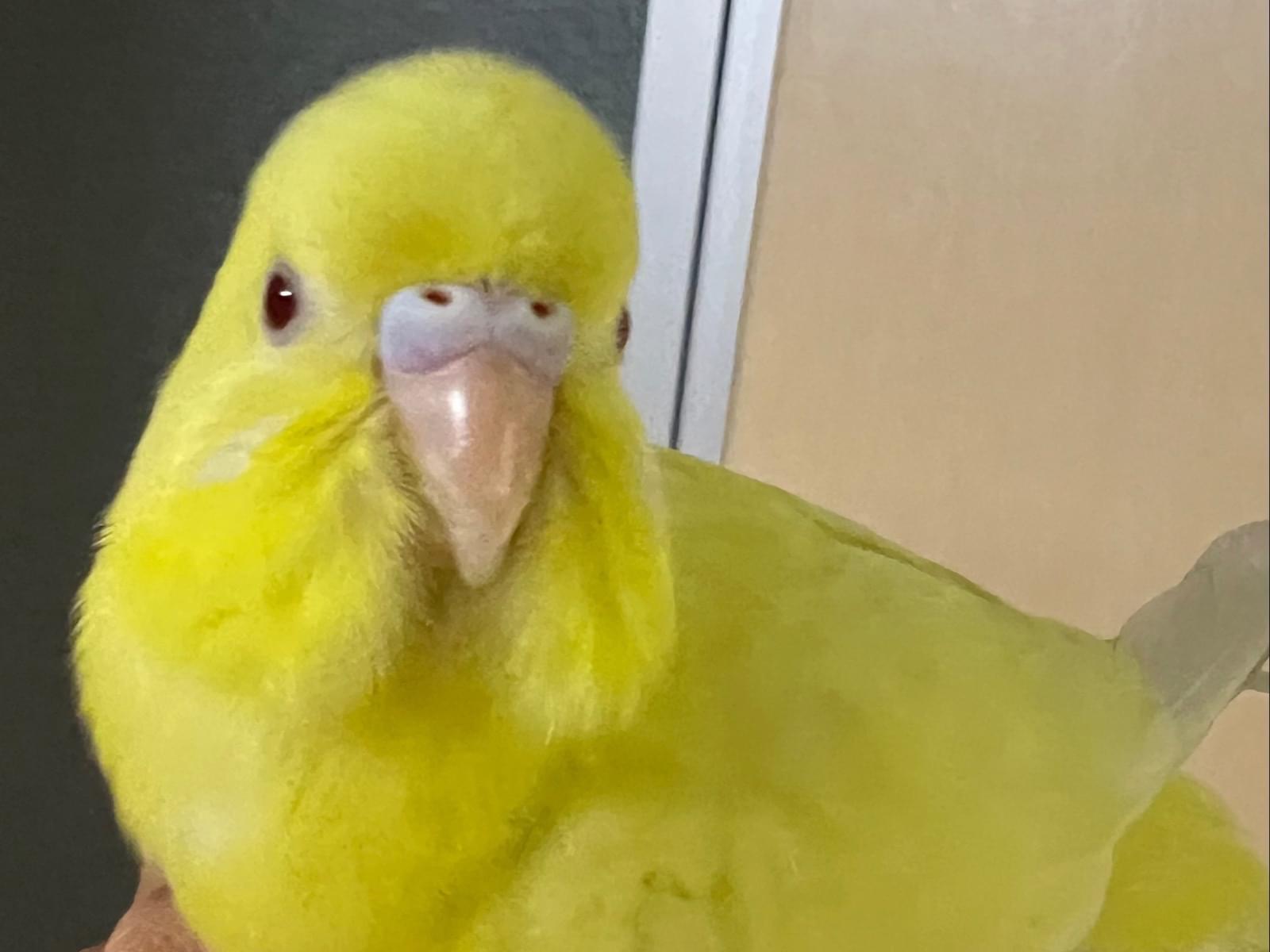 保護された鳥 保護された鳥