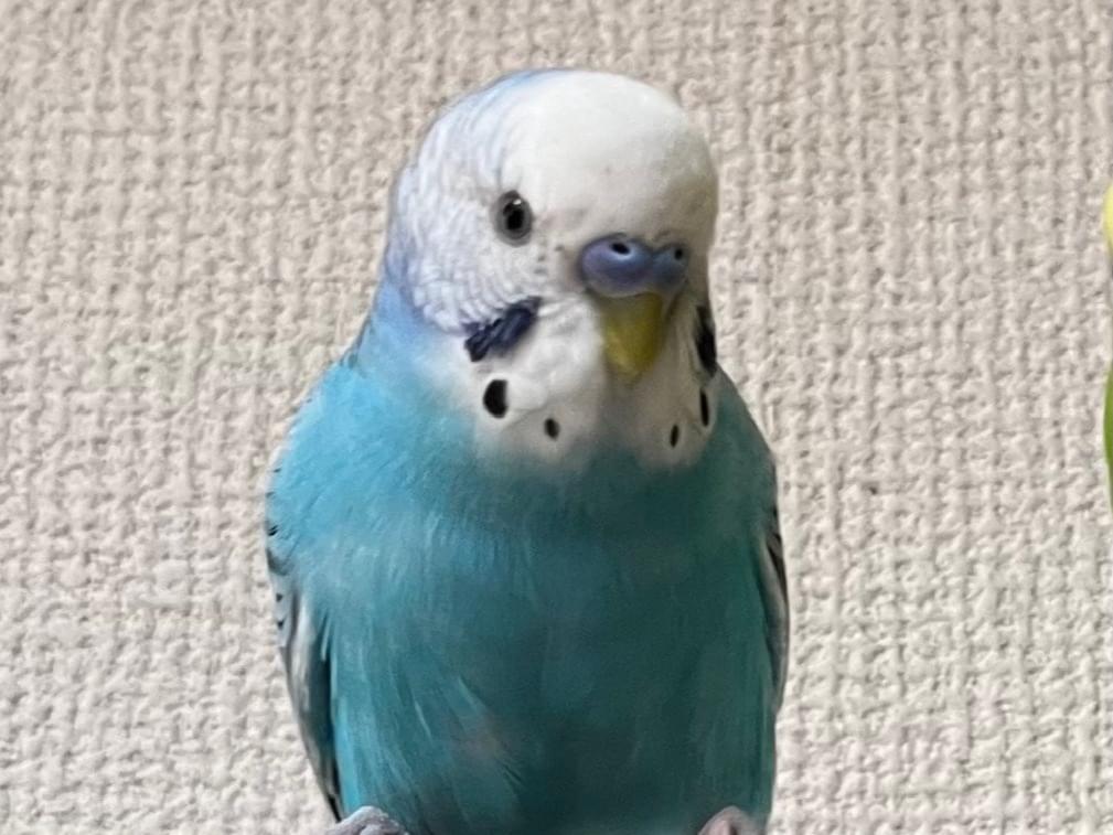そらちゃん そらちゃん