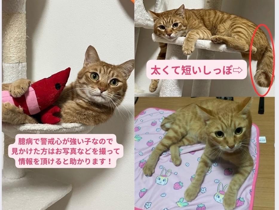 ライムちゃん ライムちゃん