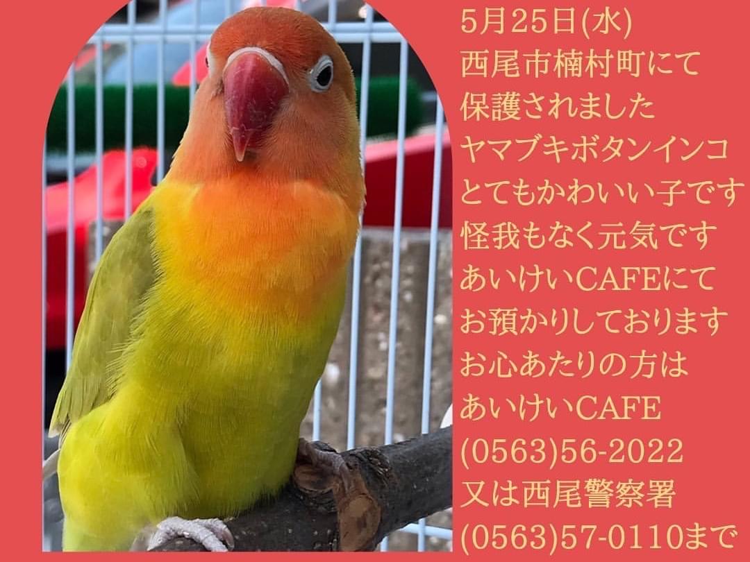 保護された鳥 保護された鳥