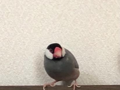 ぐりちゃん ぐりちゃん