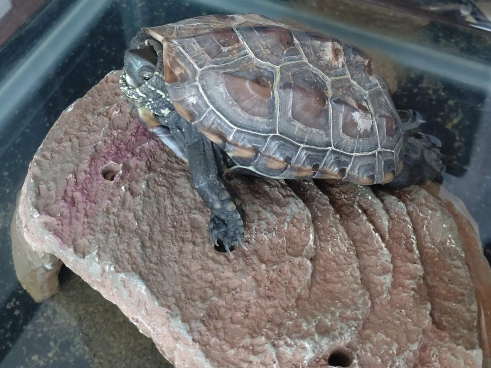 カメ太郎ちゃん