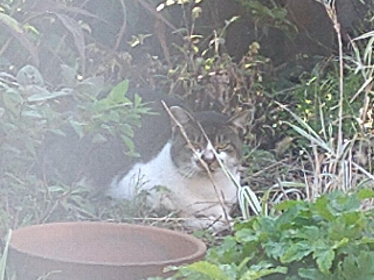 目撃された猫 目撃された猫