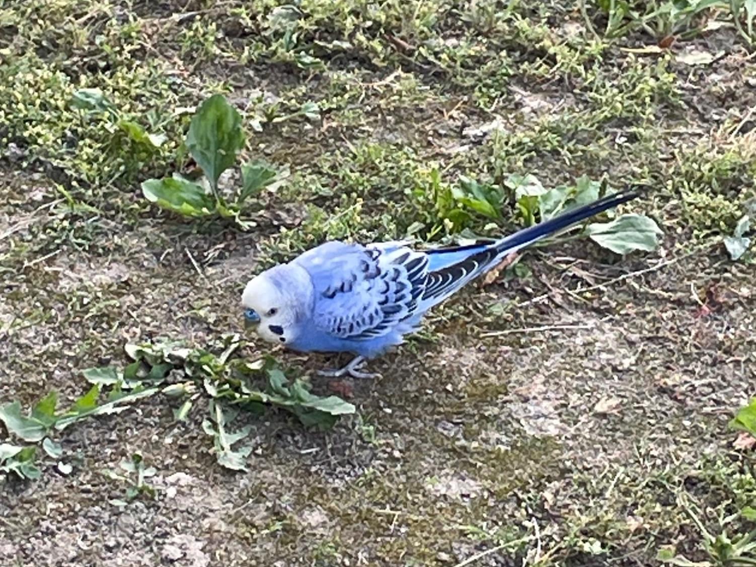 目撃された鳥 目撃された鳥