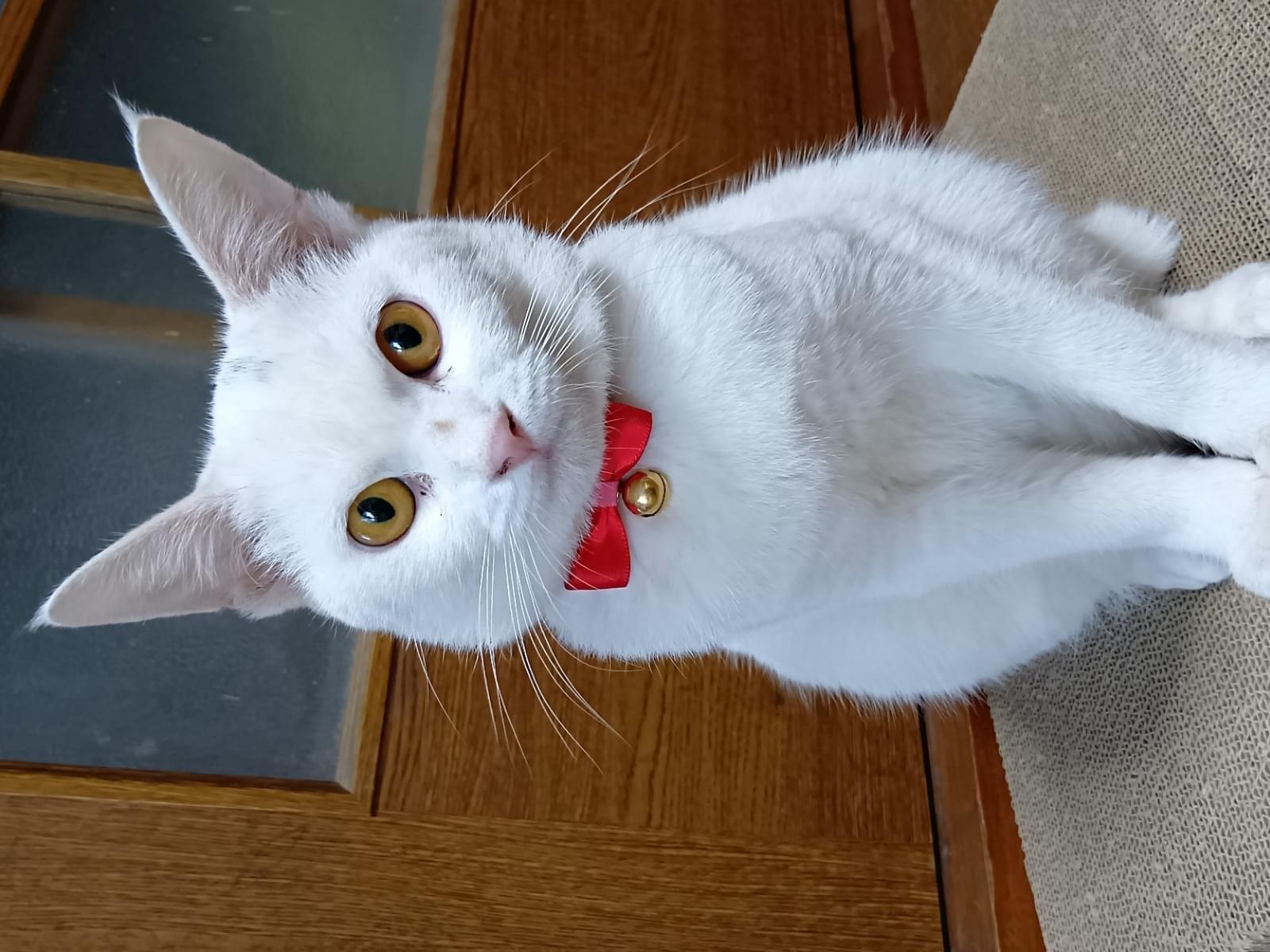 ナナちゃん ナナちゃん