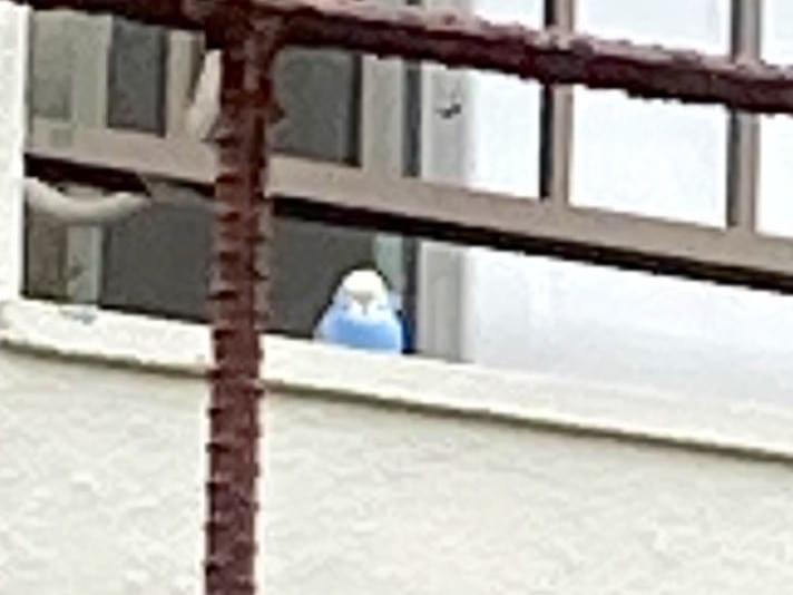 目撃された鳥 目撃された鳥