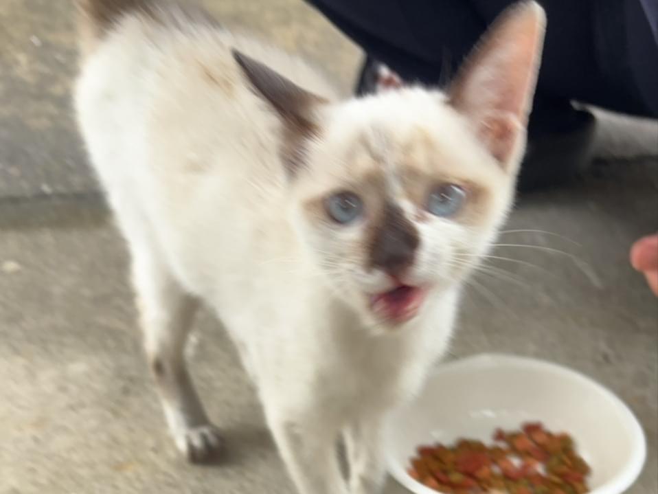 みりんちゃん みりんちゃん