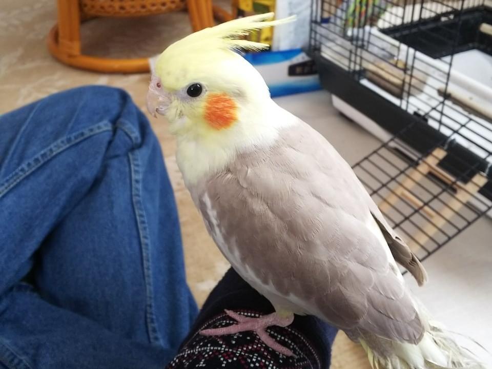 ぴーたんちゃん ぴーたんちゃん