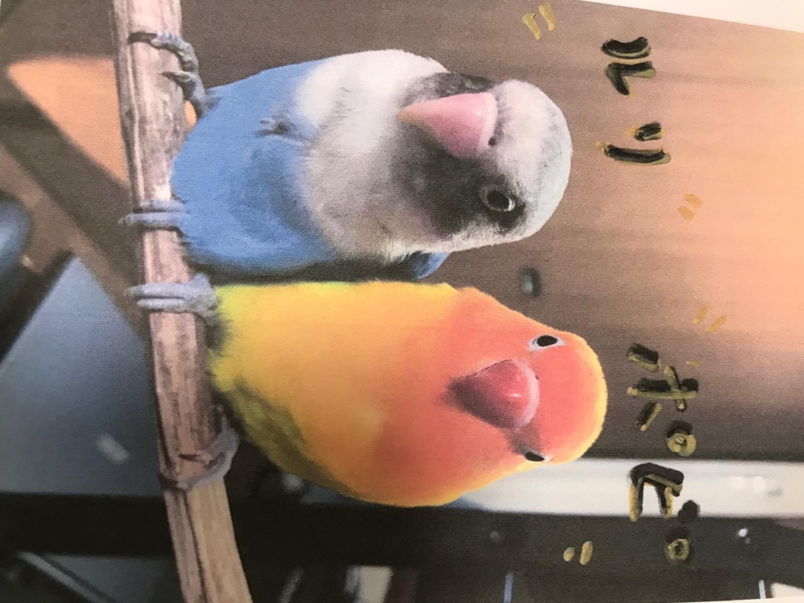 ポピとルリちゃん ポピとルリちゃん