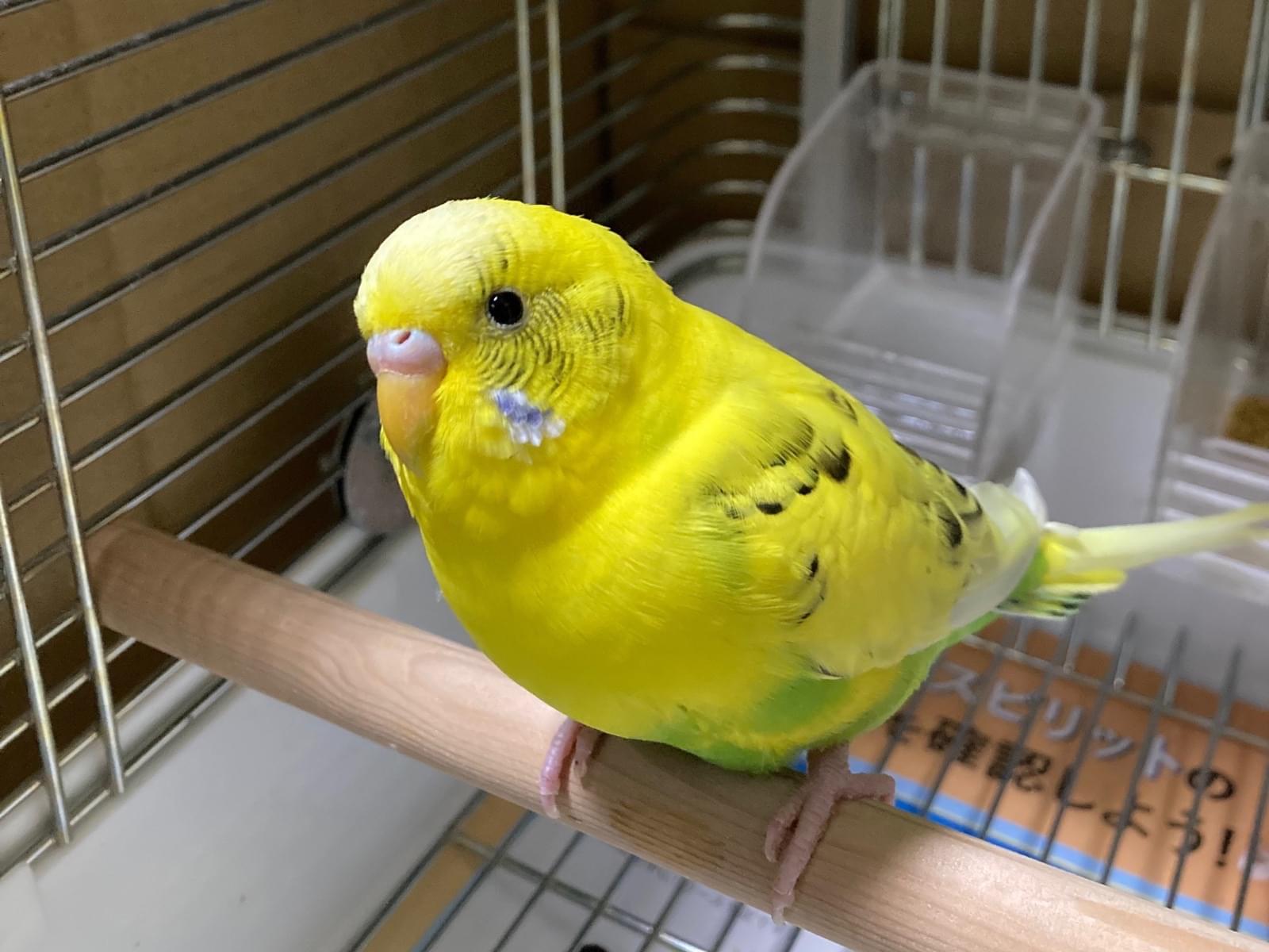保護された鳥 保護された鳥