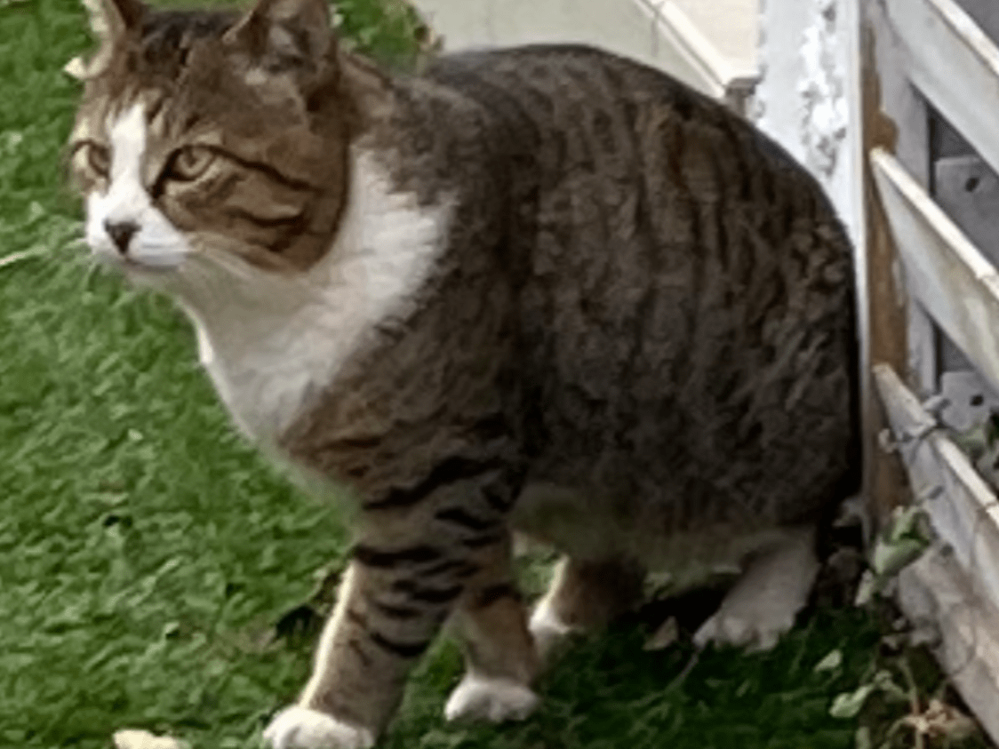目撃された猫 目撃された猫