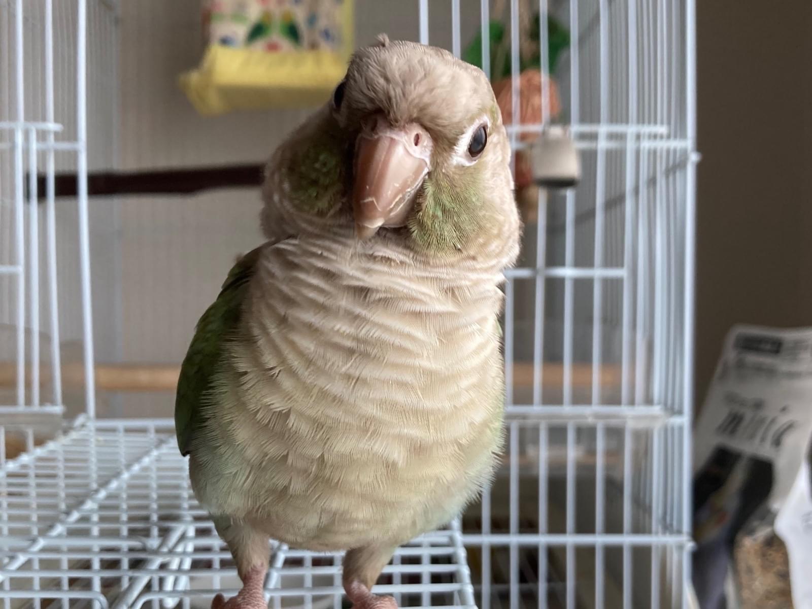 きなこちゃん きなこちゃん