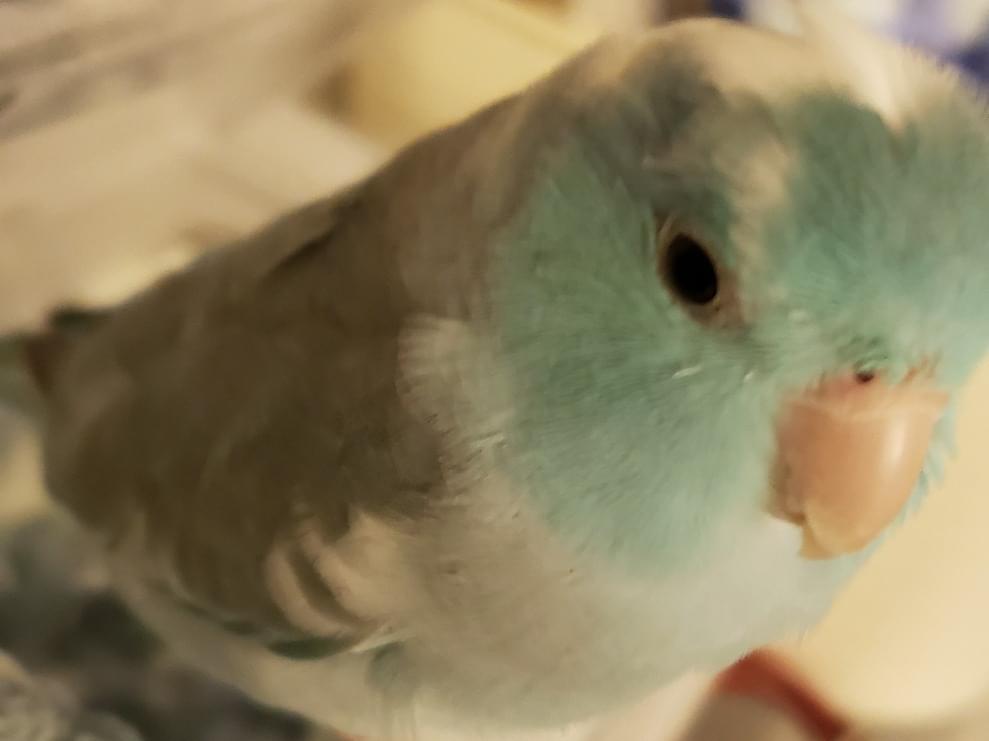 まめちゃん まめちゃん