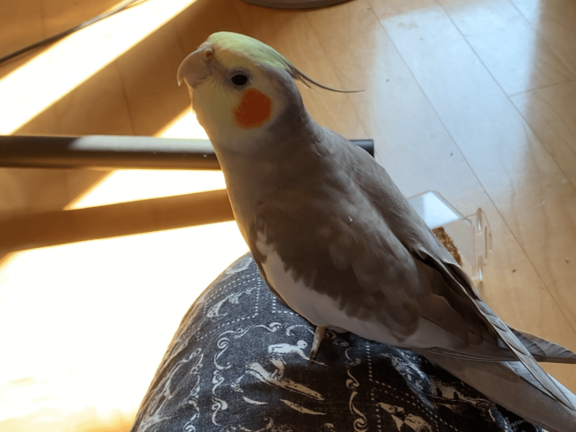レオちゃん レオちゃん