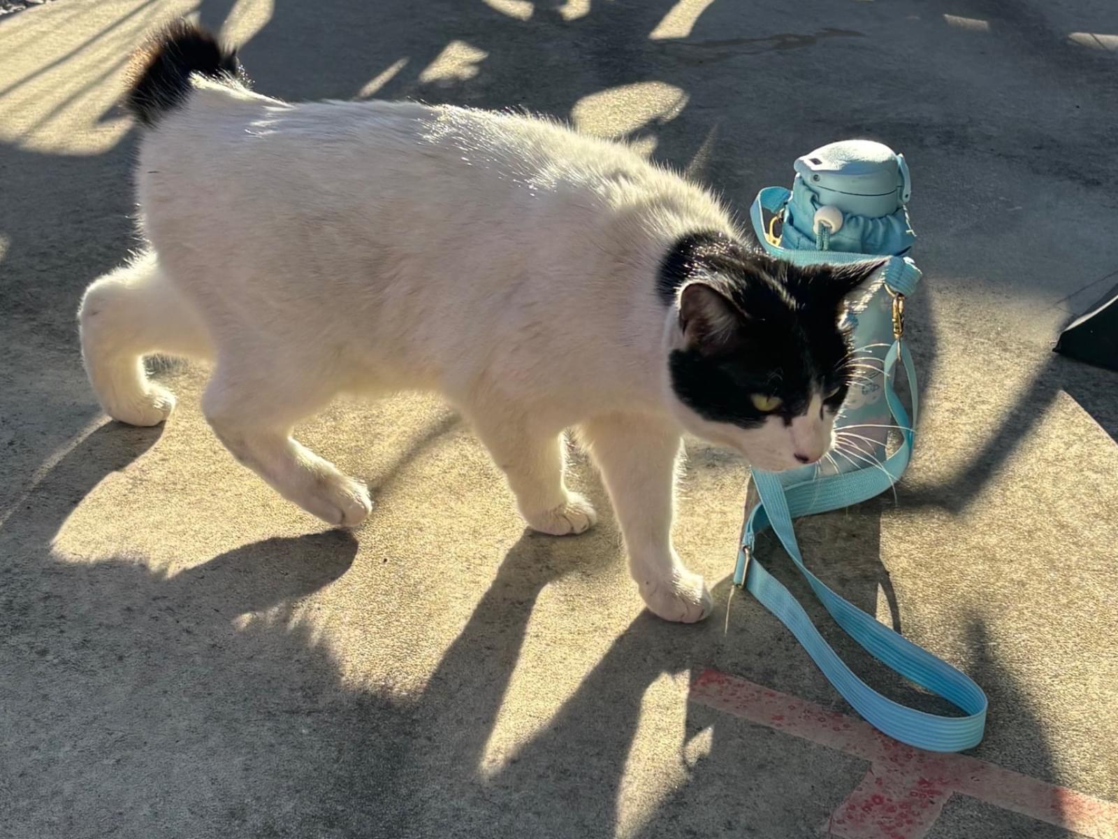 目撃された猫 目撃された猫