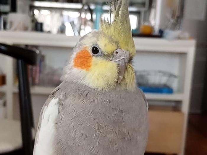 ルシファーちゃん ルシファーちゃん