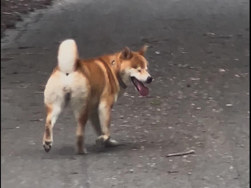 目撃された犬 目撃された犬