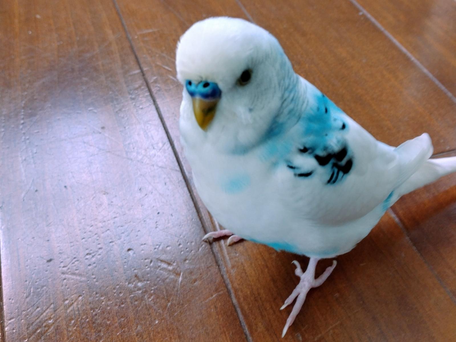 ピコちゃん ピコちゃん