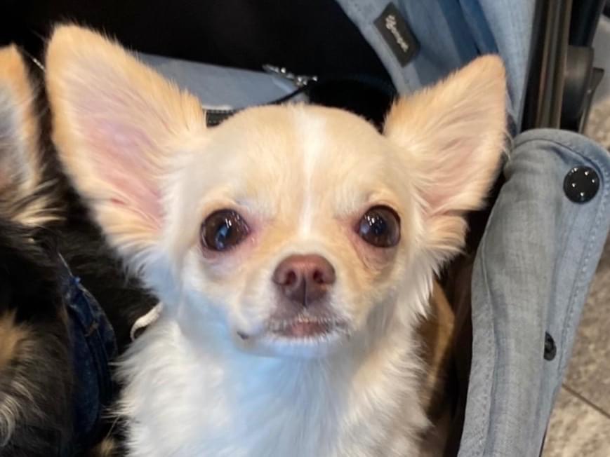 オリーブちゃん