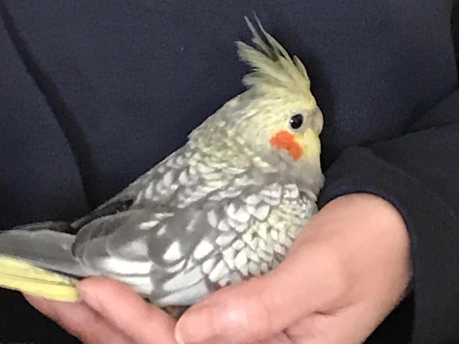 らむちゃん らむちゃん