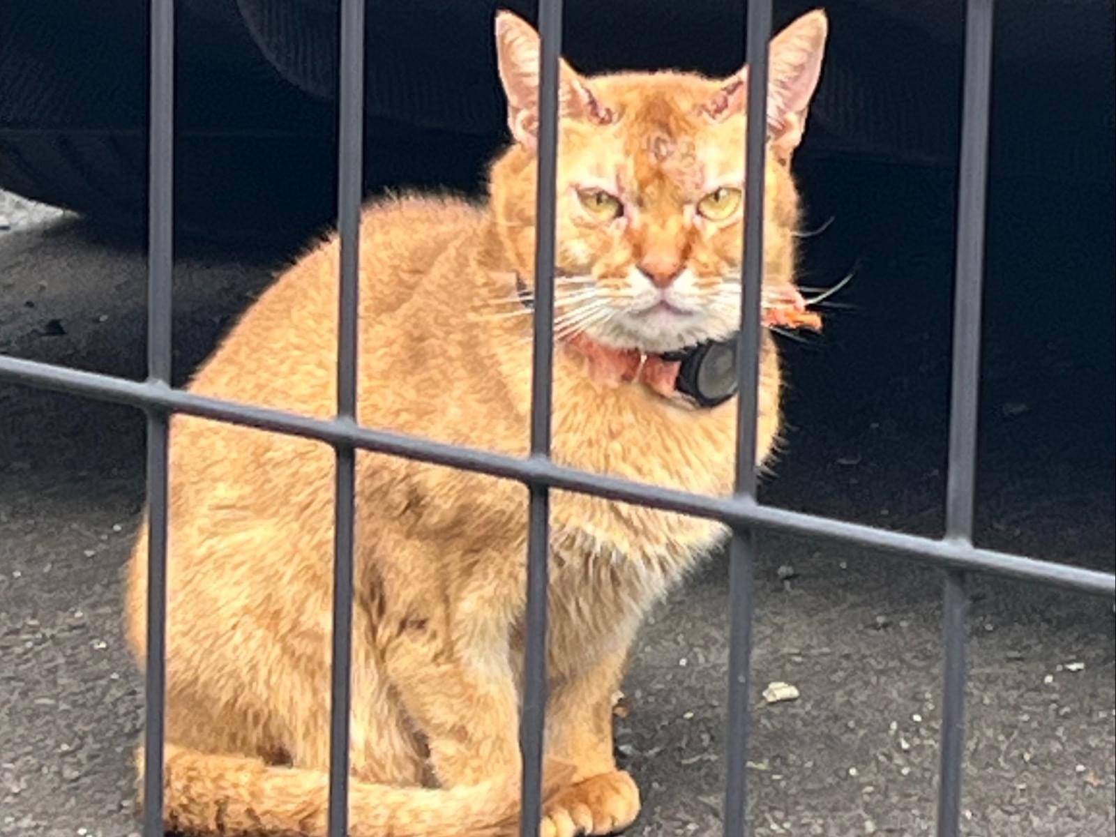 目撃された猫 目撃された猫
