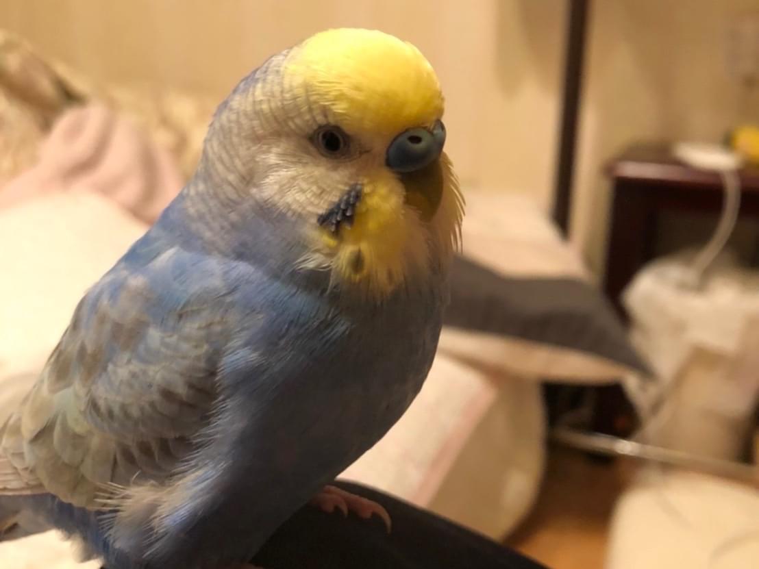 ココちゃん ココちゃん