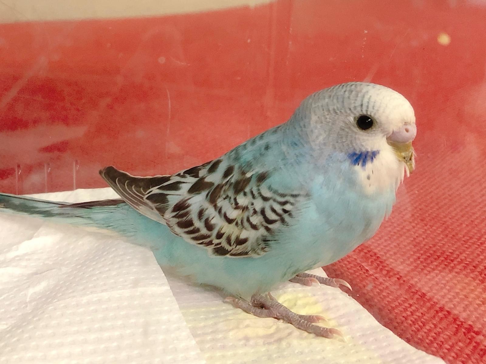 保護された鳥 保護された鳥