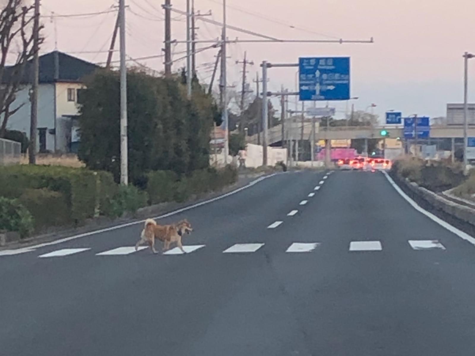 目撃された犬 目撃された犬