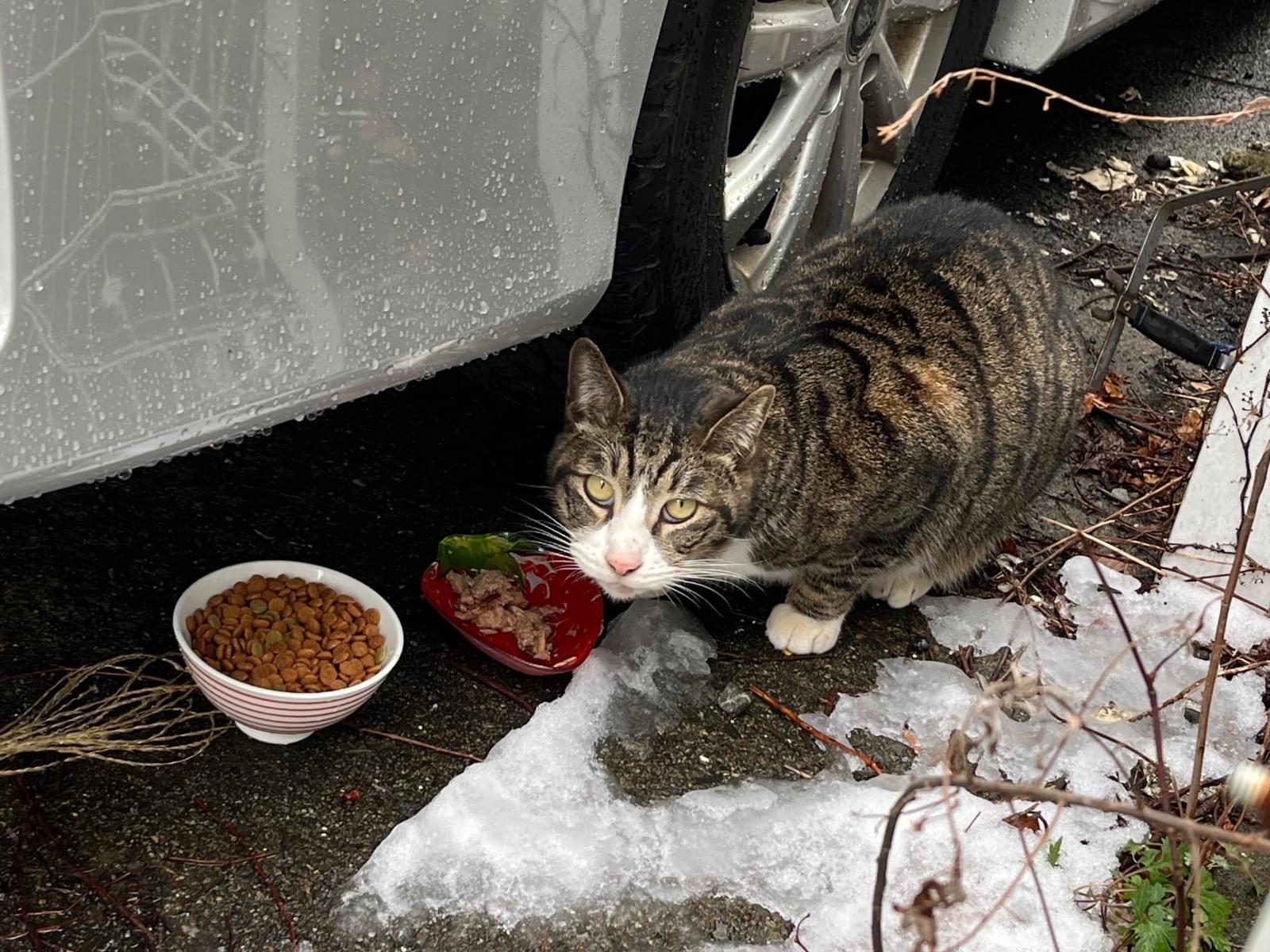目撃された猫 目撃された猫