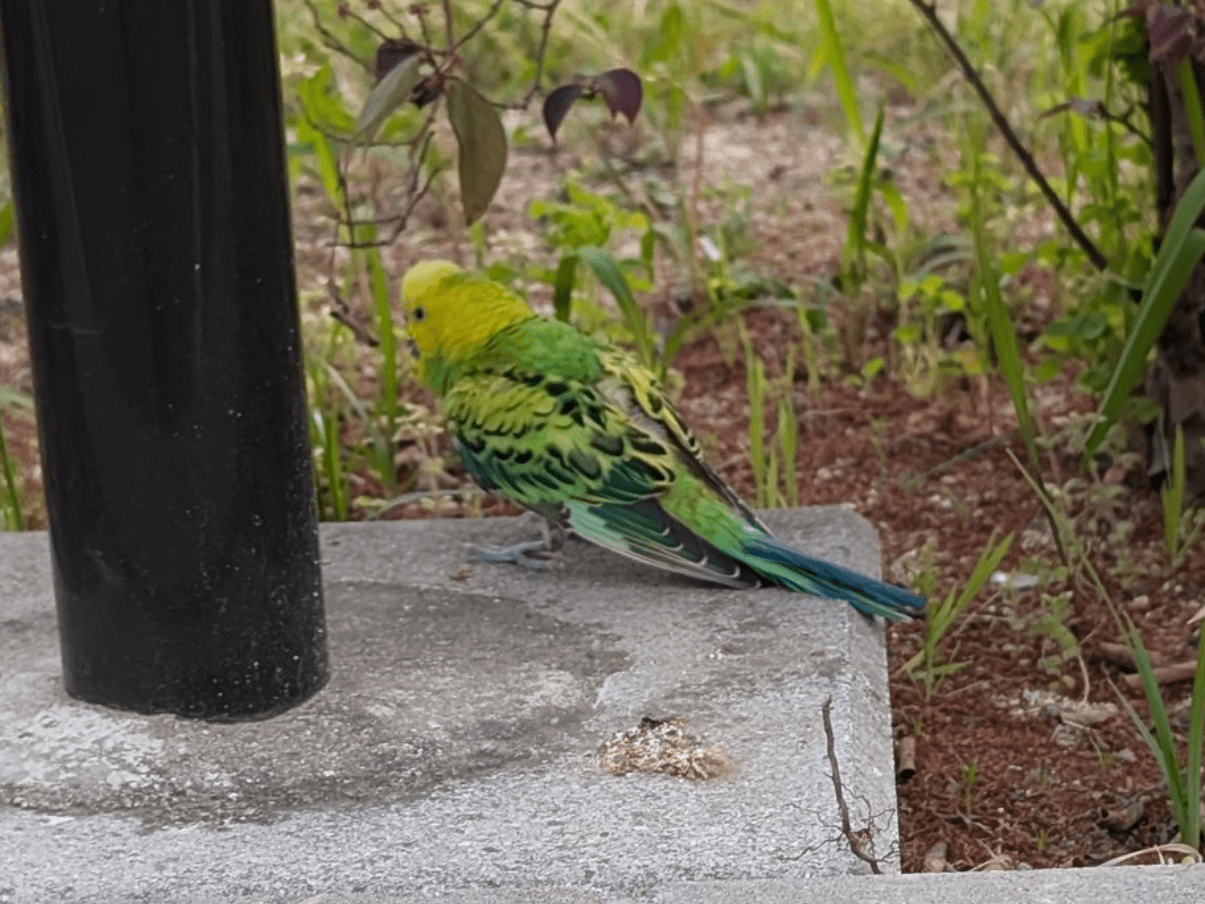 保護された鳥 保護された鳥