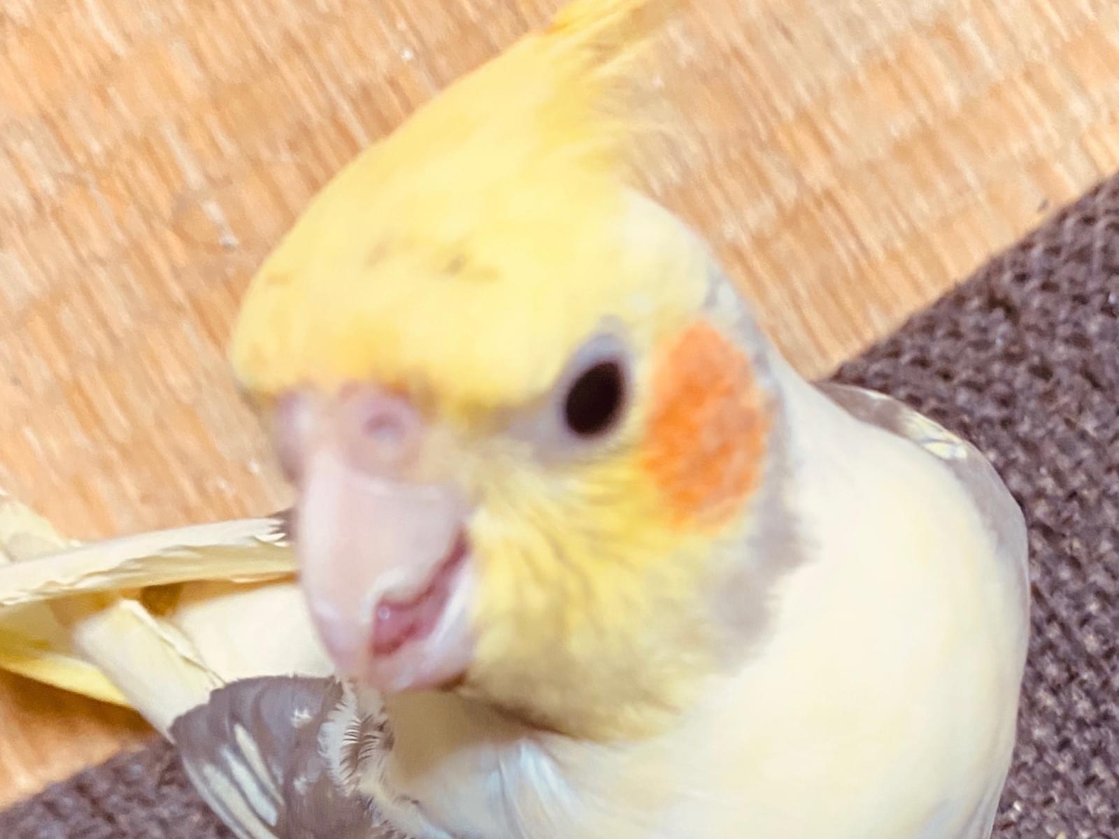 あみちゃん あみちゃん