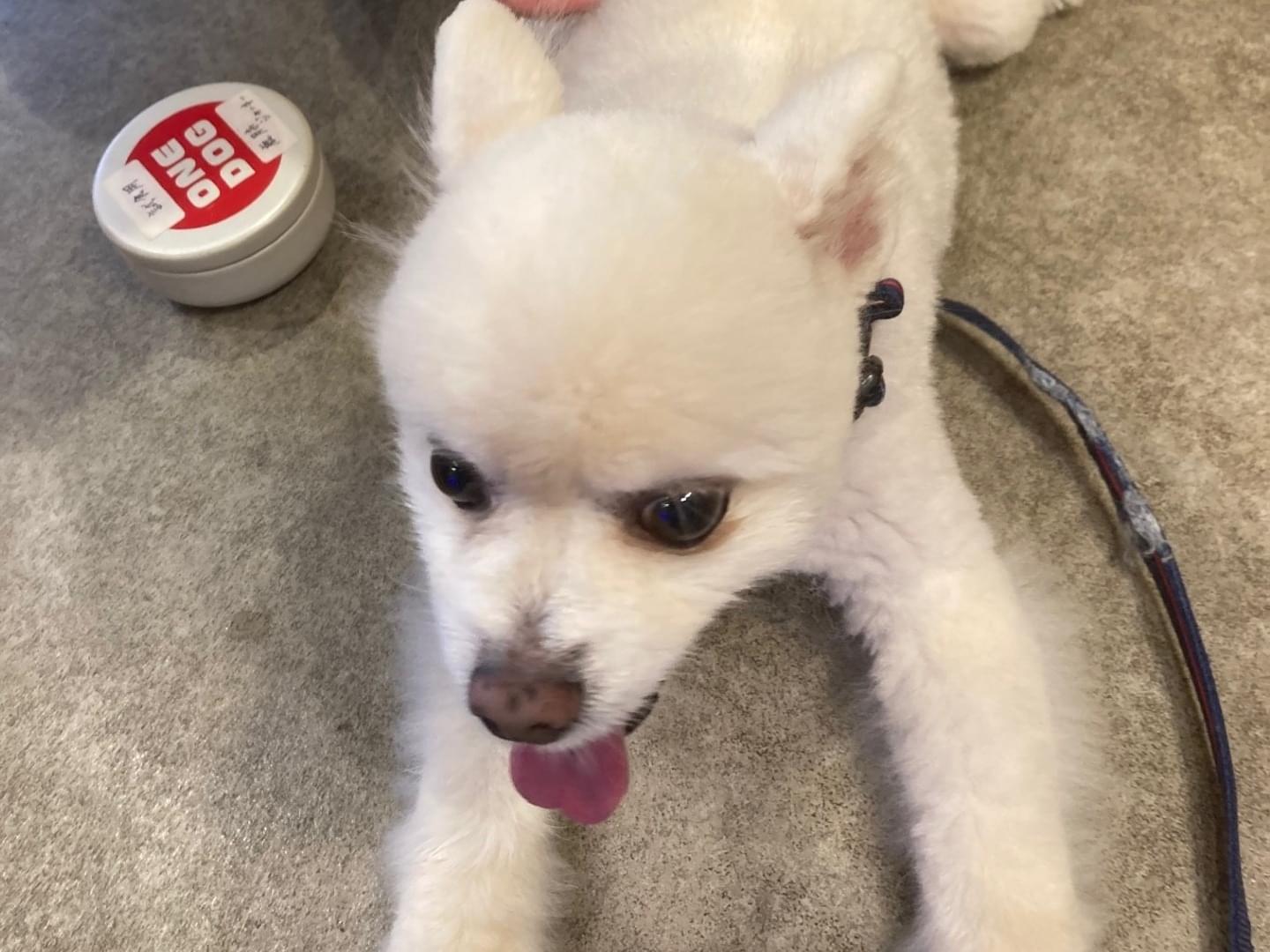 保護された犬 保護された犬