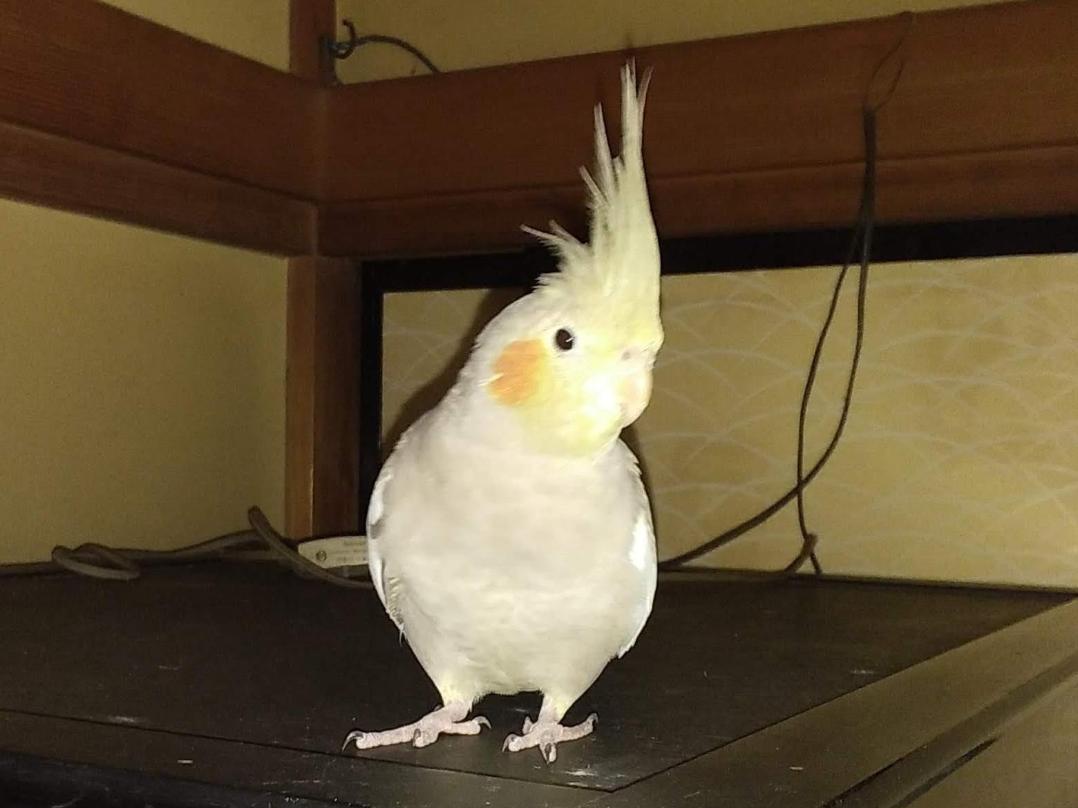 ひばりちゃん ひばりちゃん