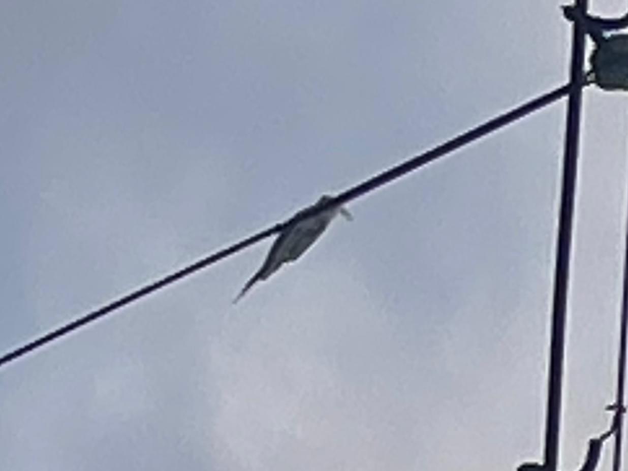 目撃された鳥 目撃された鳥