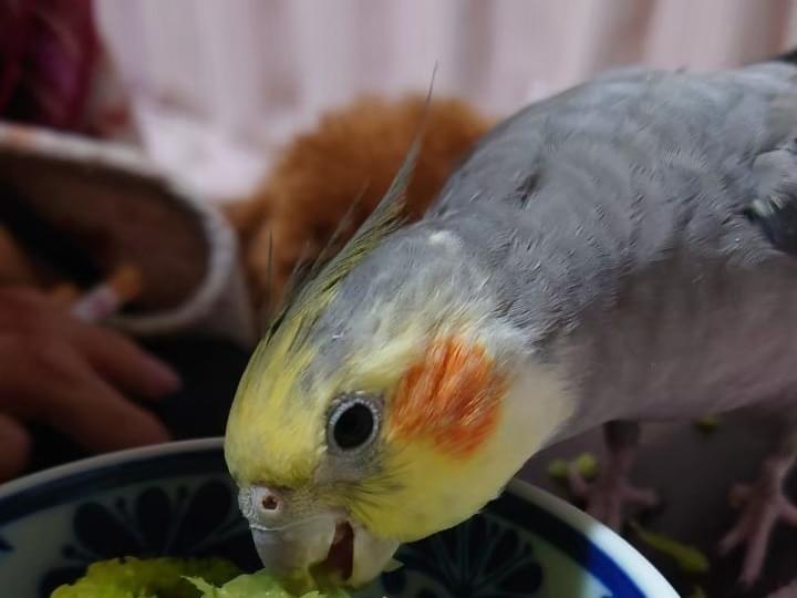 ごまちゃん ごまちゃん