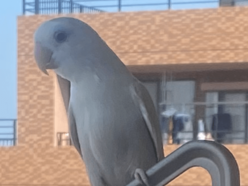 目撃された鳥 目撃された鳥