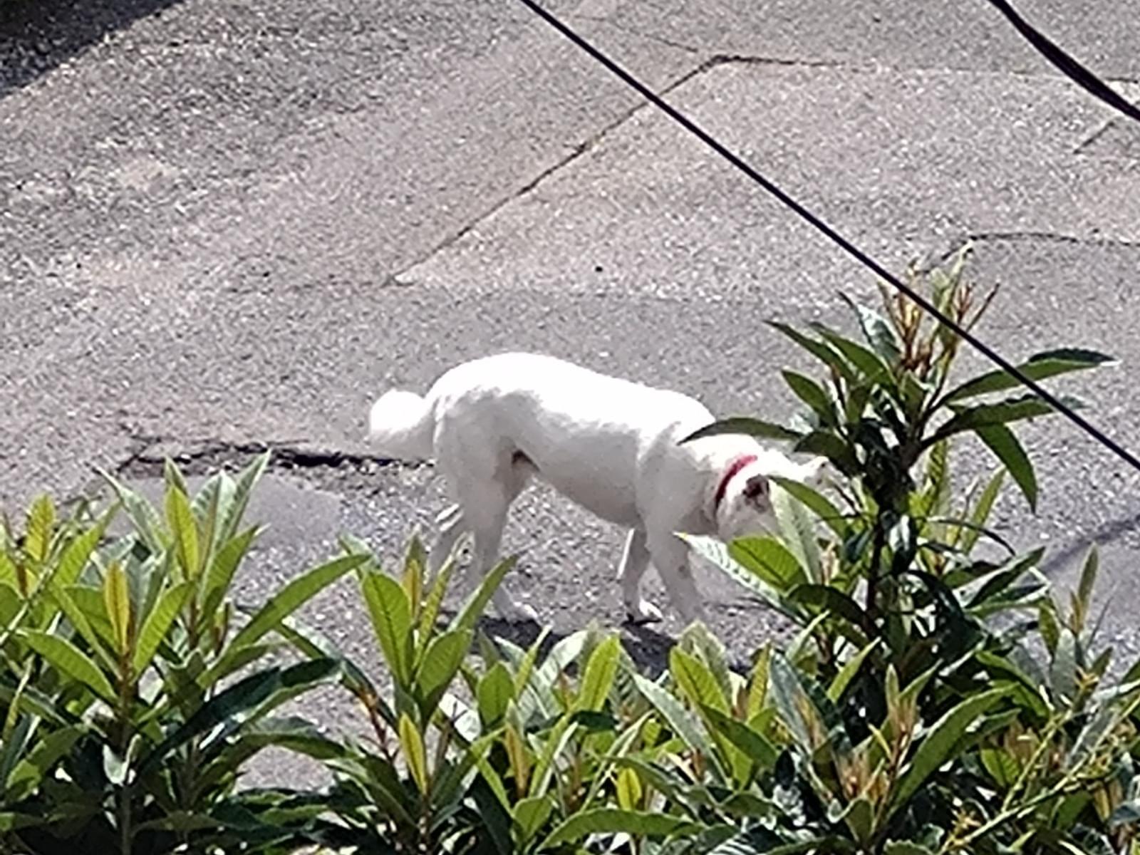 目撃された犬 目撃された犬