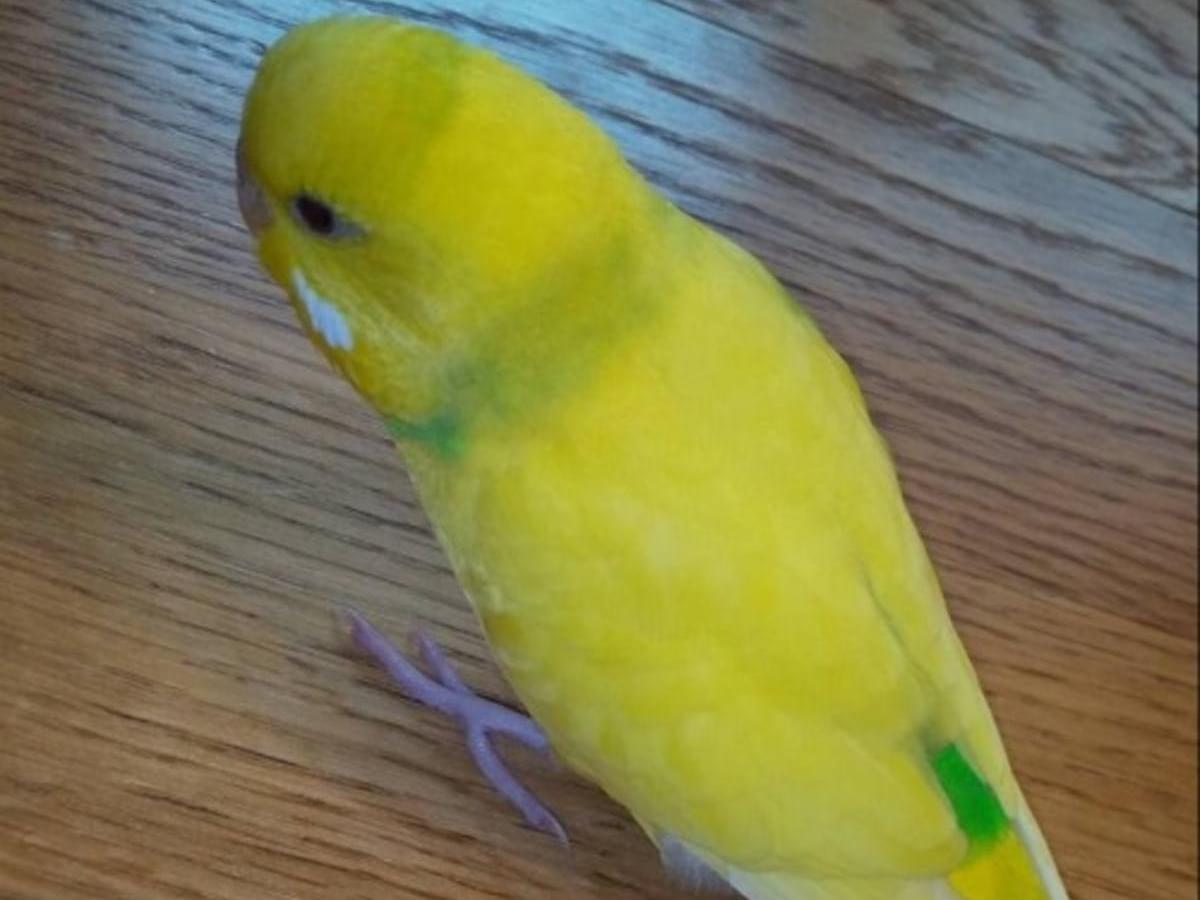 保護された鳥 保護された鳥