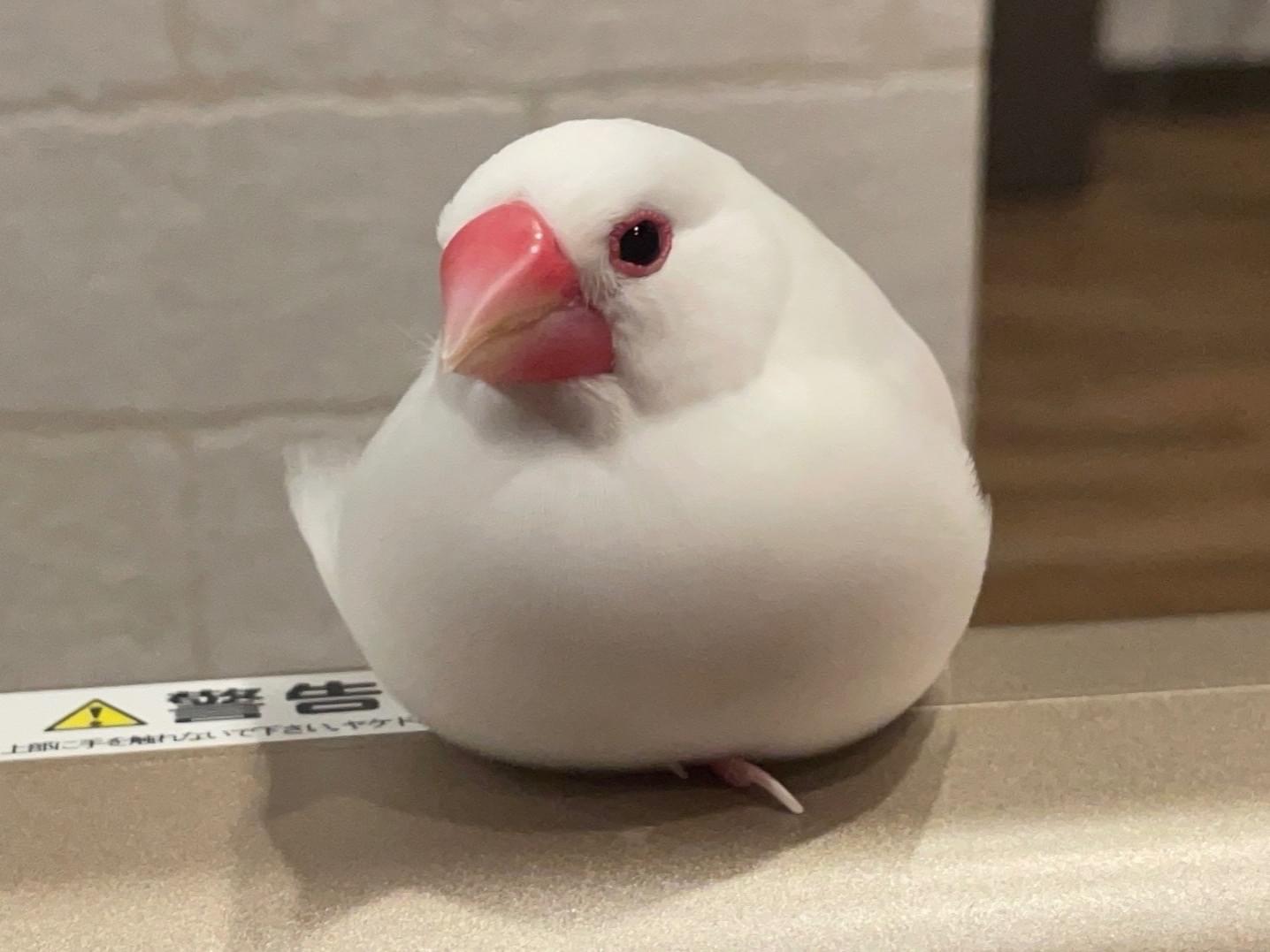 フクちゃん フクちゃん