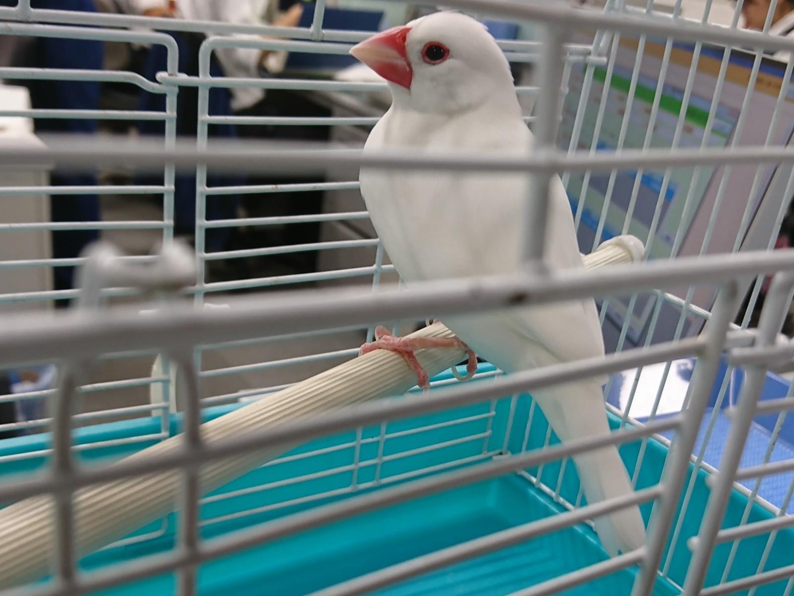 保護された鳥 保護された鳥
