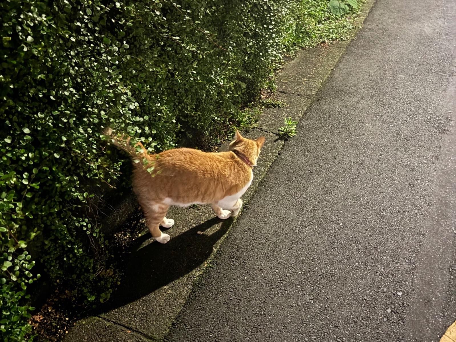目撃された猫 目撃された猫