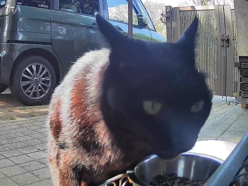 目撃された猫 目撃された猫