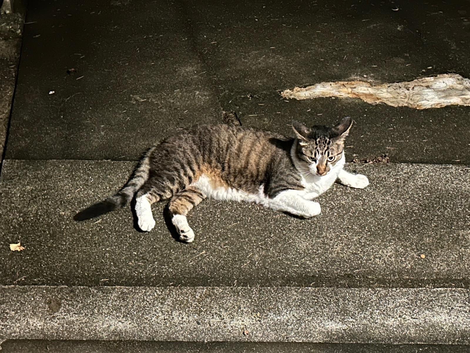 目撃された猫 目撃された猫