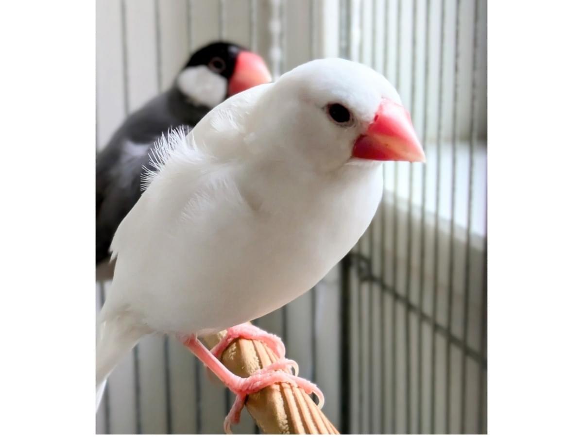 みぞれちゃん みぞれちゃん
